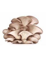 FRESH Oyster Mushroom 200g