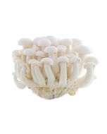 FRESH White Mushrooms (Shimeji) 150g鲜白玉菇 150g