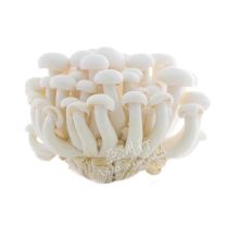 FRESH White Mushrooms (Shimeji) 150g鲜白玉菇 150g