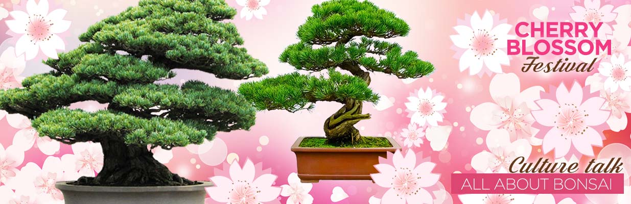 Cherry Blossom Festival Culture Talk - All About Bonsai